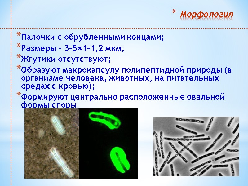 Морфология Палочки с обрубленными концами;  Размеры – 3-5×1-1,2 мкм;  Жгутики отсутствуют; 